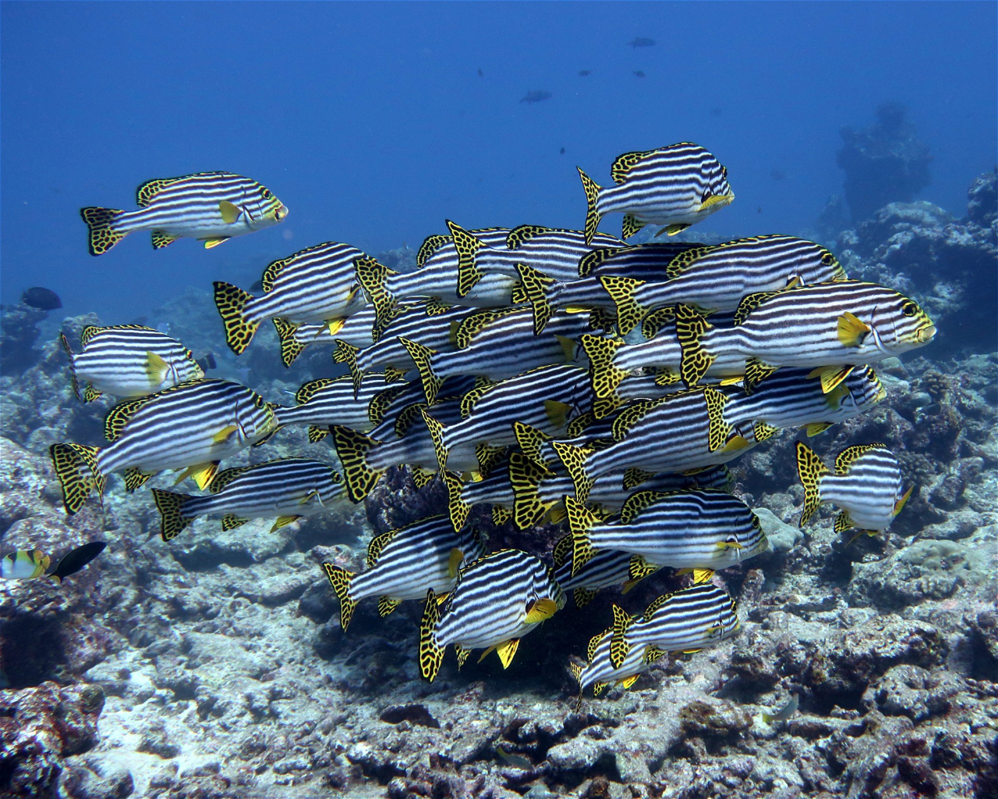 DivePoint Hudhuran Fushi, 20193 Male