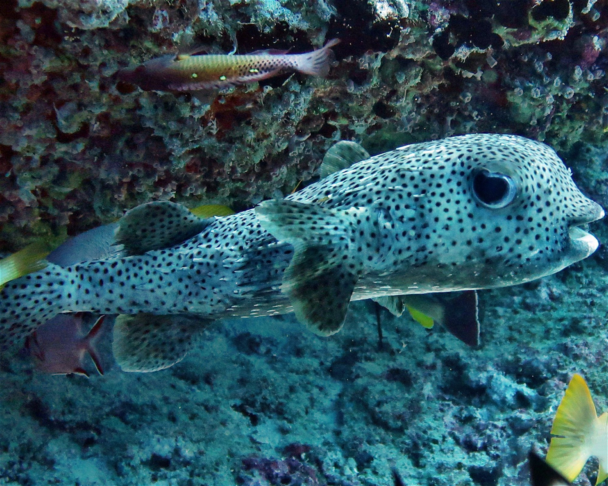 DivePoint Hudhuran Fushi, 20193 Male
