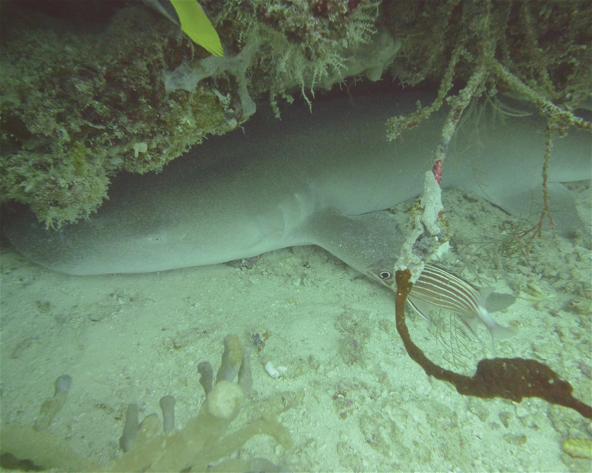 DivePoint Hudhuran Fushi, 20193 Male