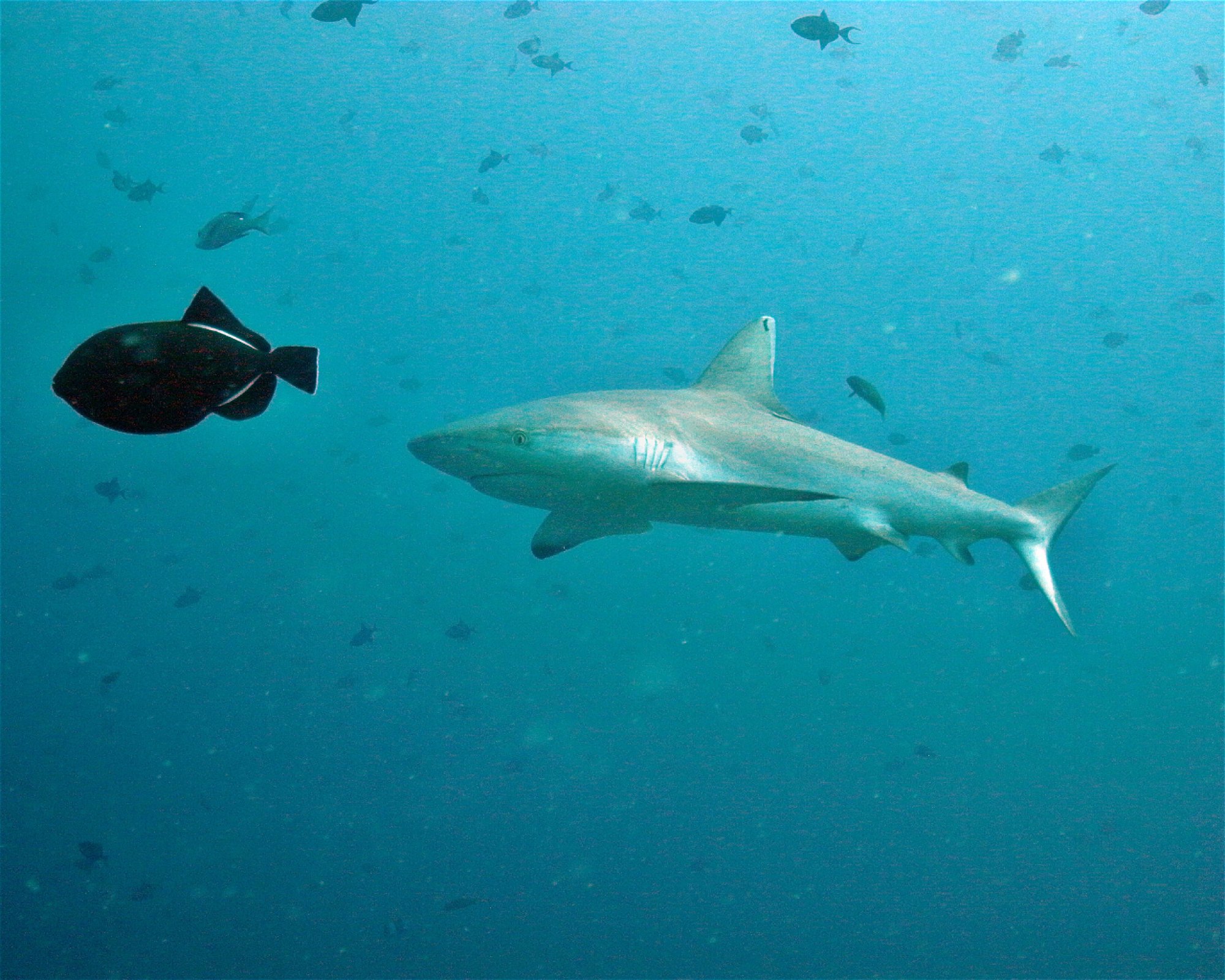 DivePoint Hudhuran Fushi, 20193 Male