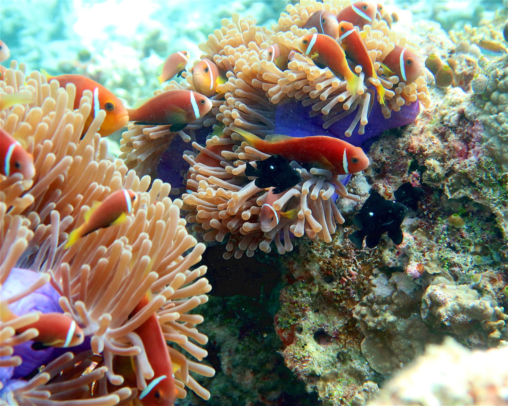 DivePoint Hudhuran Fushi, 20193 Male