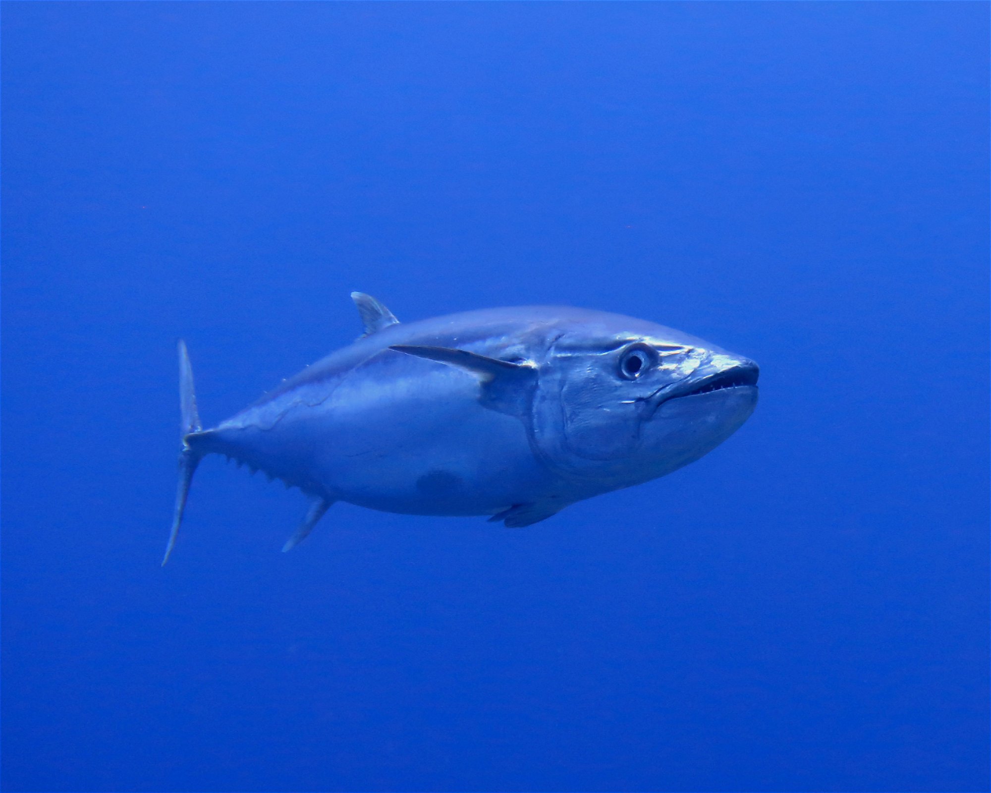 DivePoint Hudhuran Fushi, 20193 Male