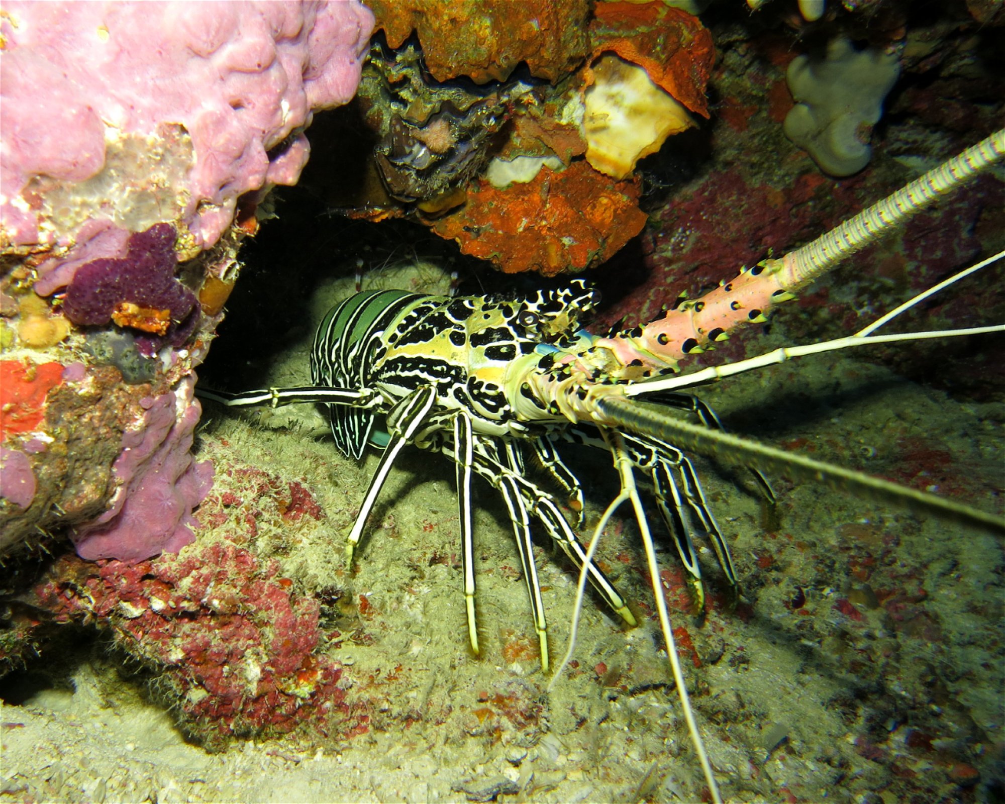 DivePoint Hudhuran Fushi, 20193 Male