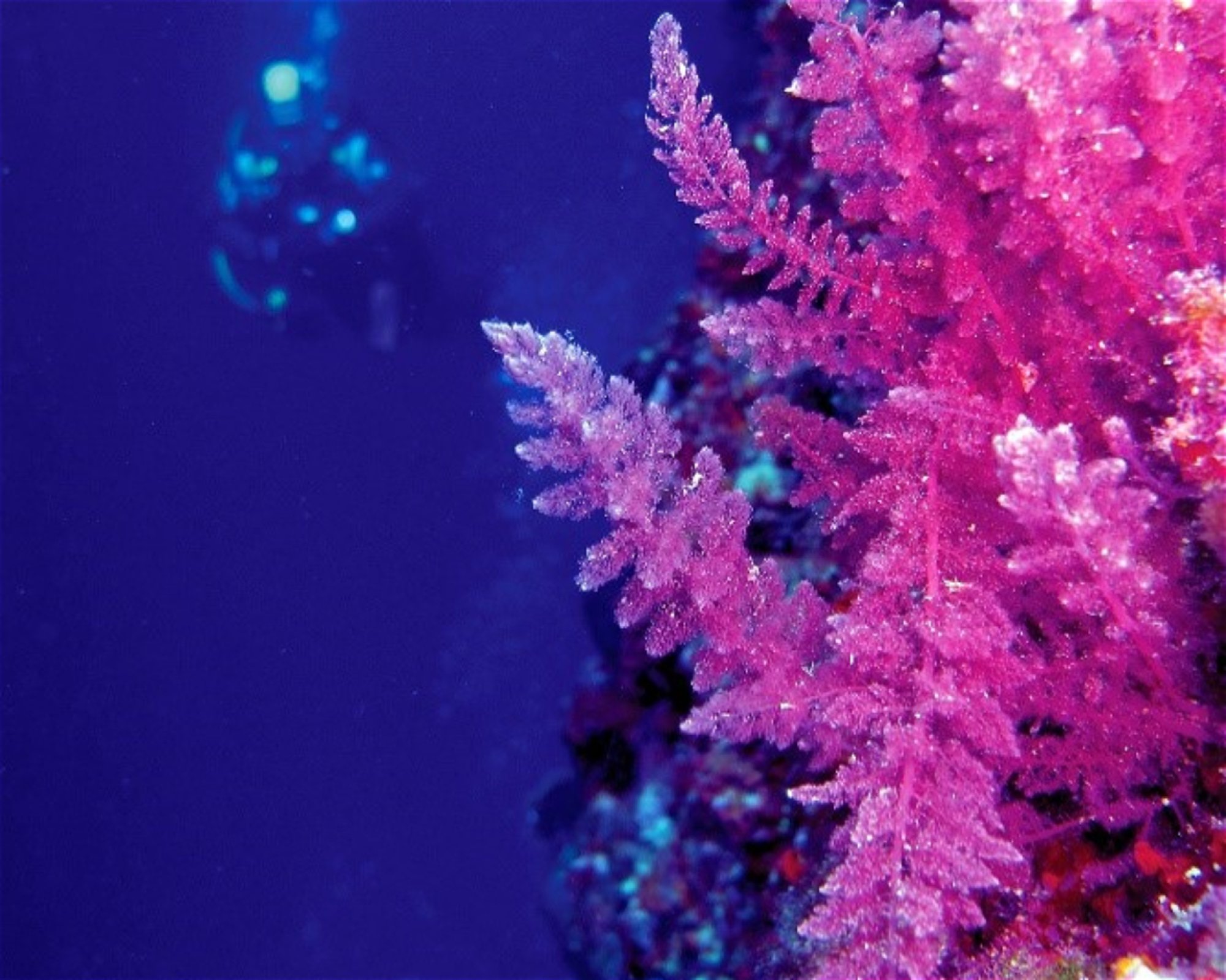 AEGEAN DIVERS, 84700 SANTORINI