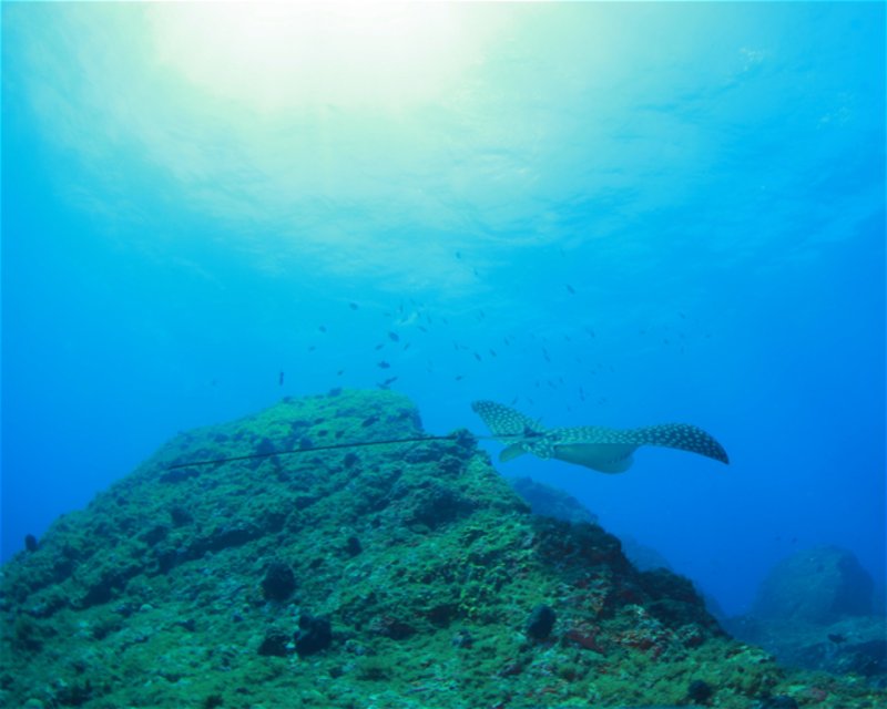 Divesite Image