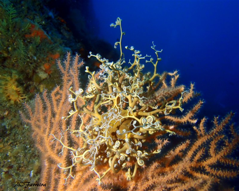 Divesite Image