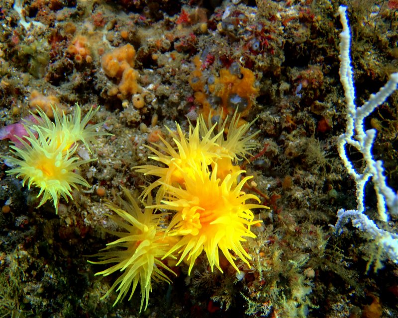 Divesite Image