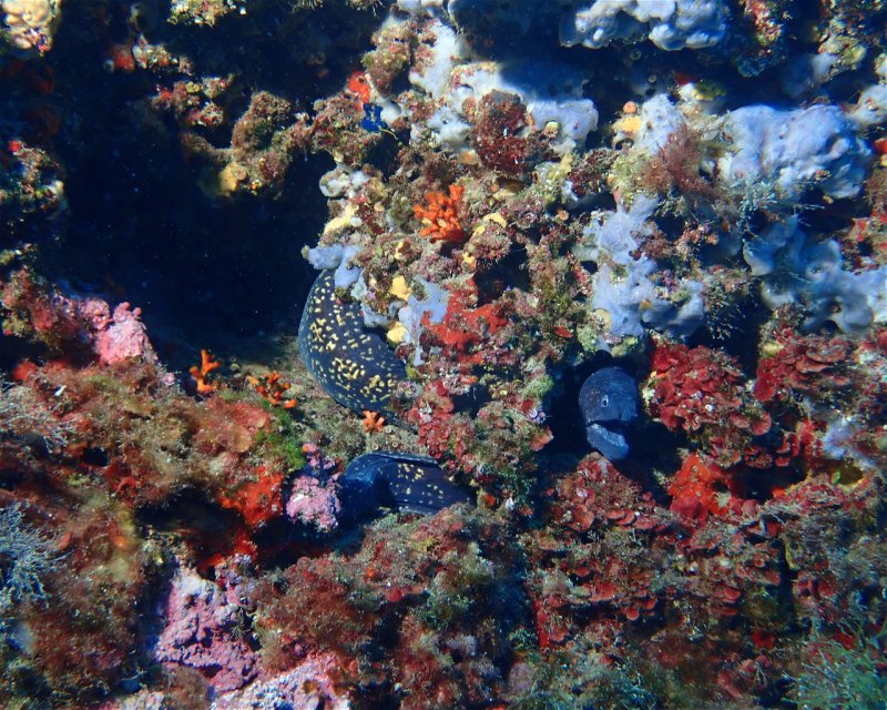 Divesite Image
