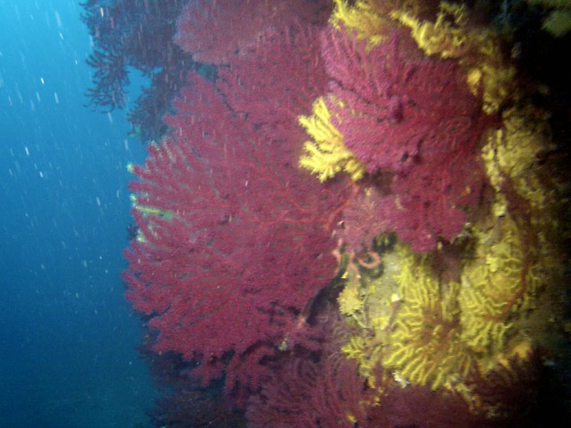 Divesite Image