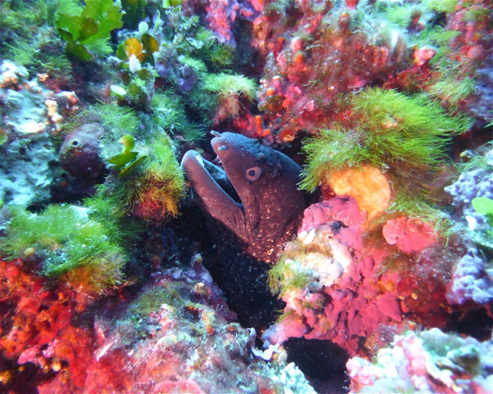 NICE DIVING, 06300 NICE