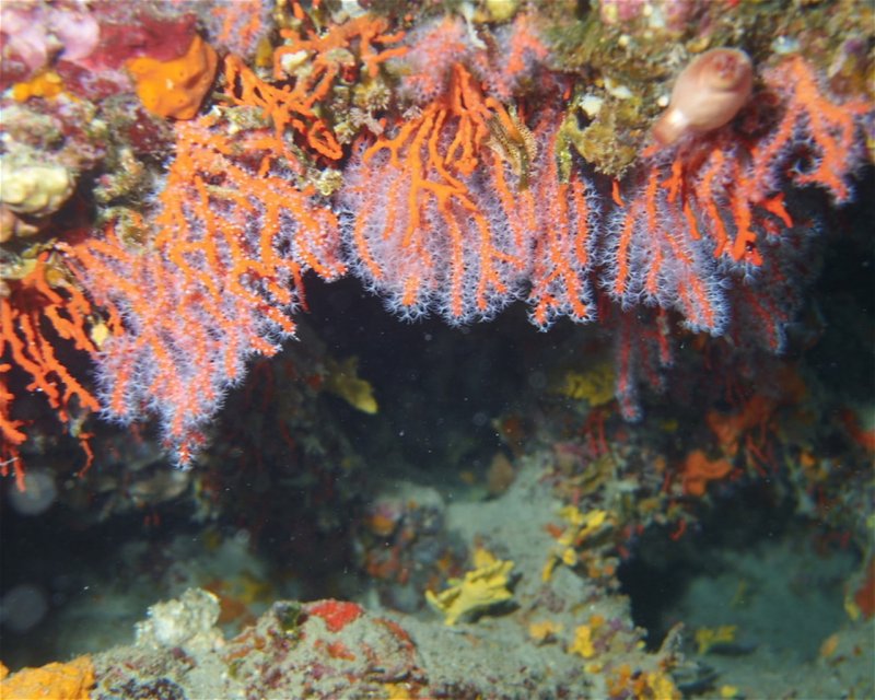 Divesite Image