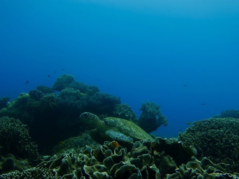 Divesite Image