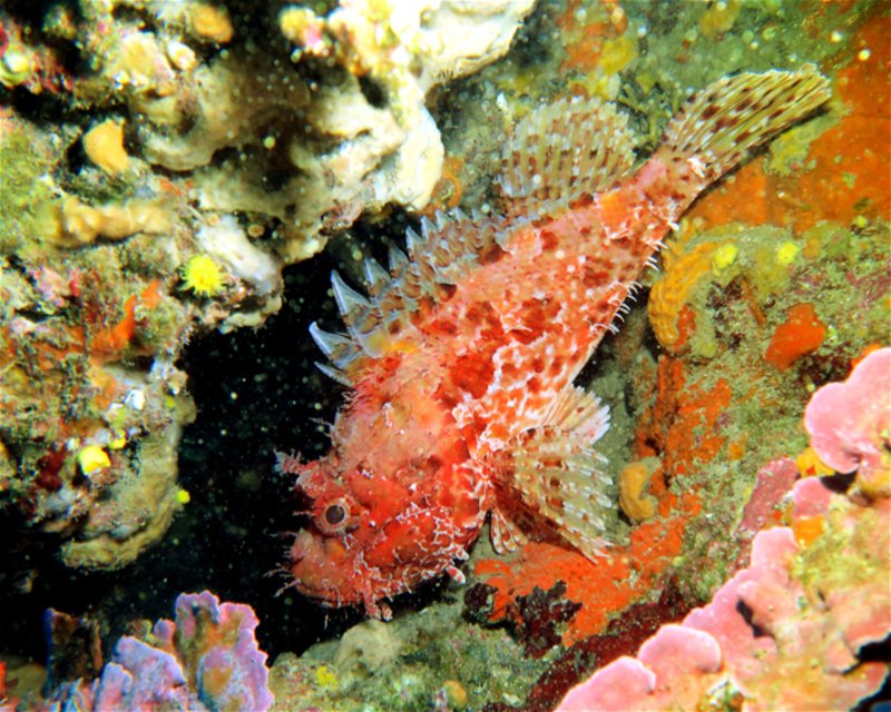 Divesite Image