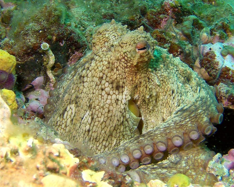Divesite Image