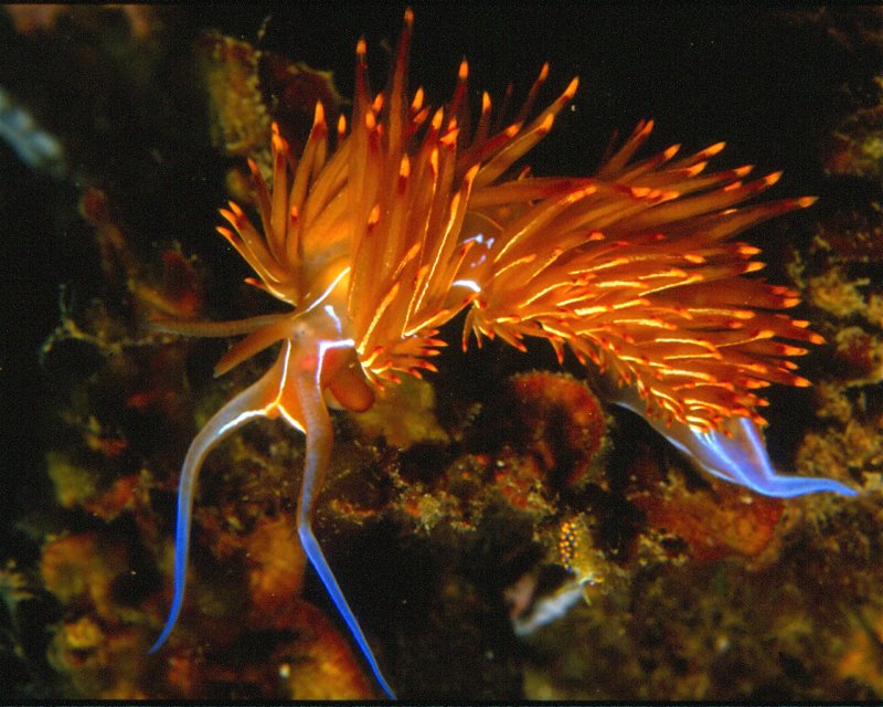 Divesite Image