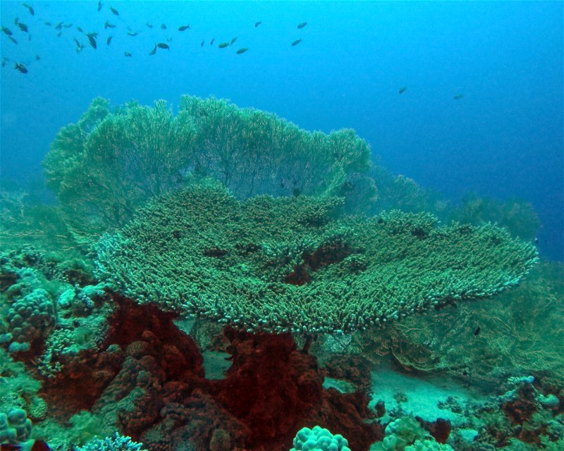 Divesite Image