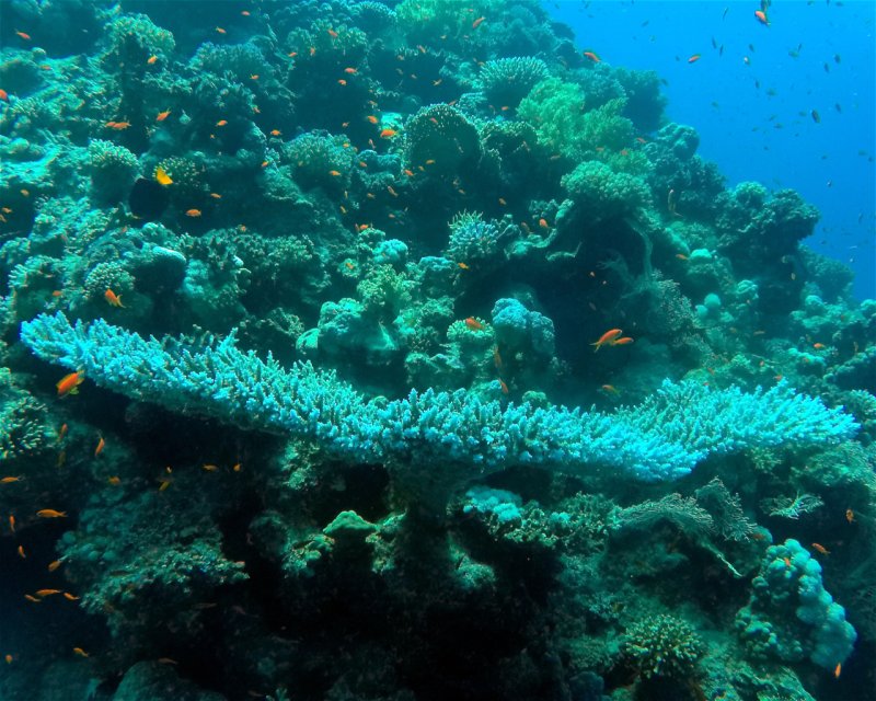 Divesite Image