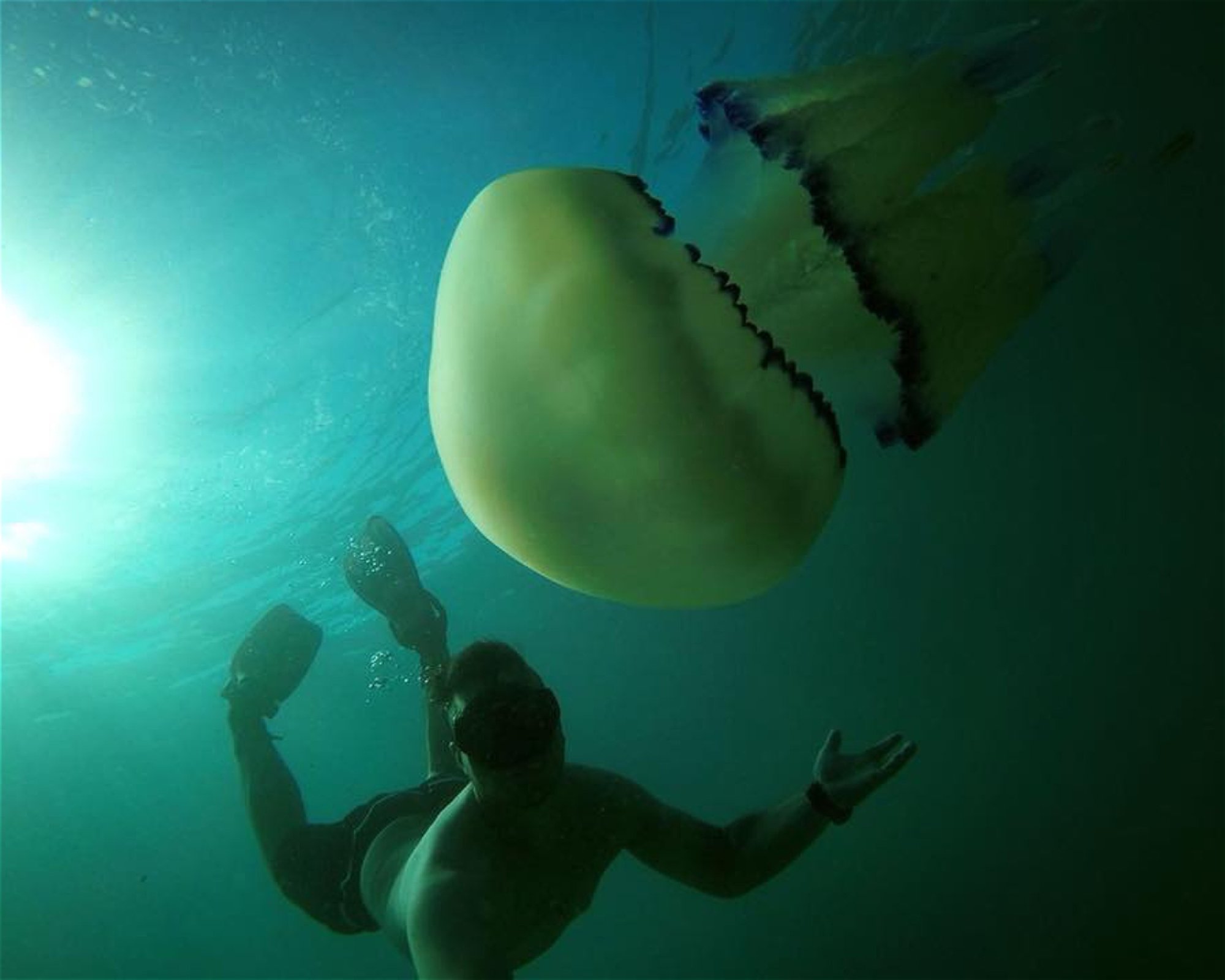 Diving Cres d.o.o., 51557 Cres
