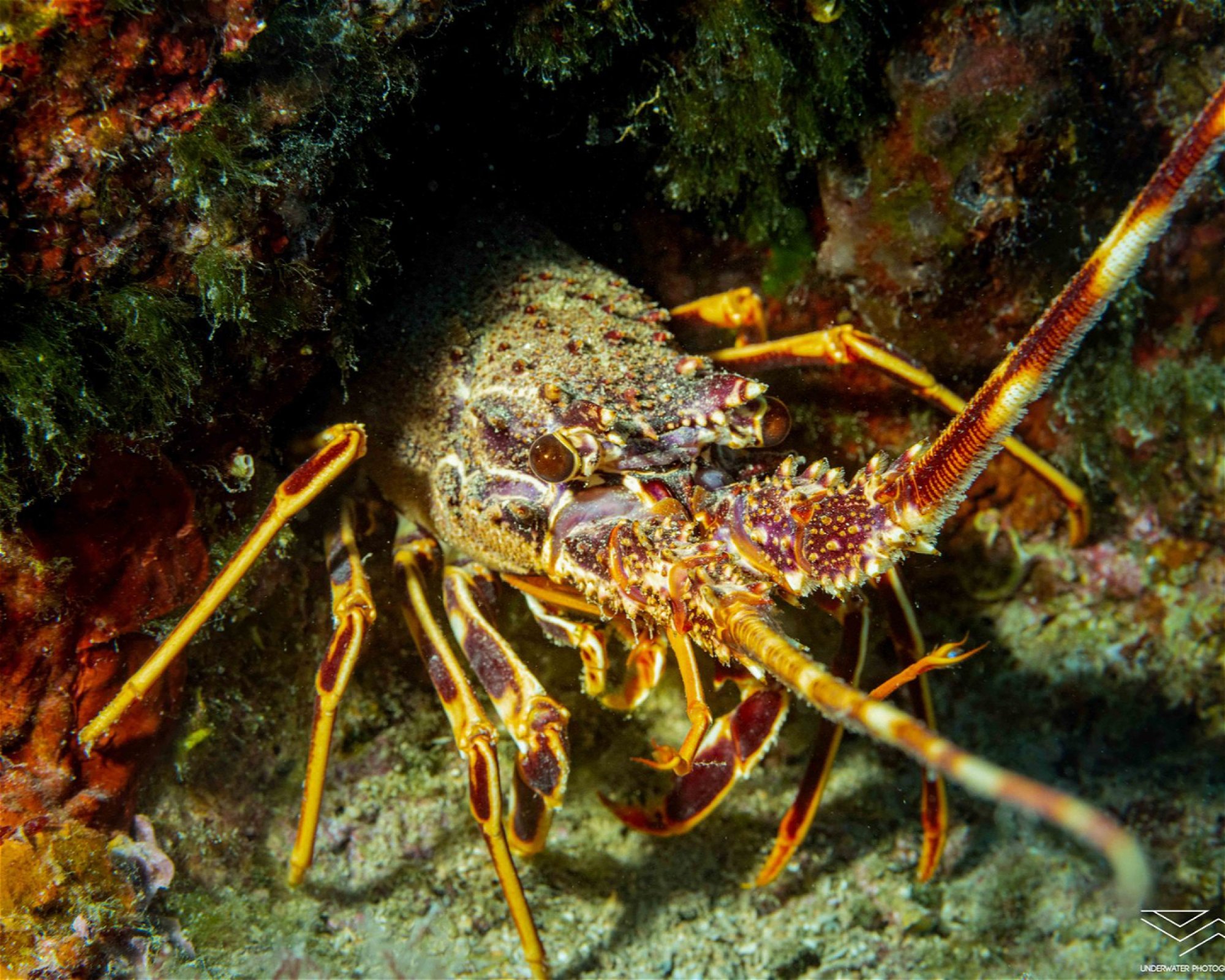 Diving Cres d.o.o., 51557 Cres