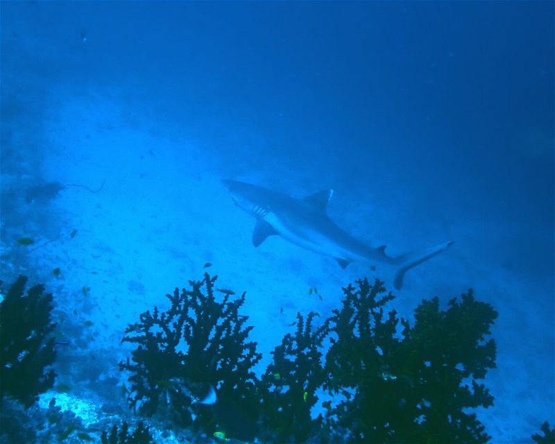 Divesite Image