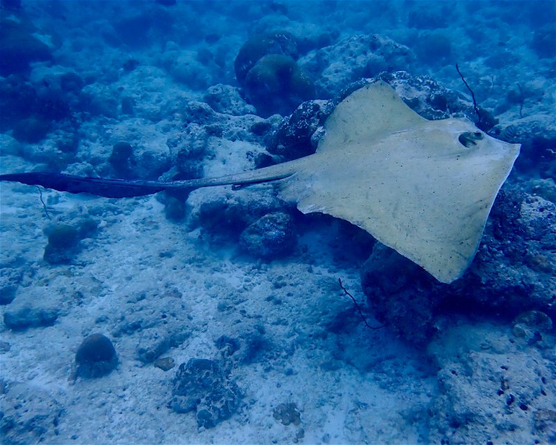 Divesite Image