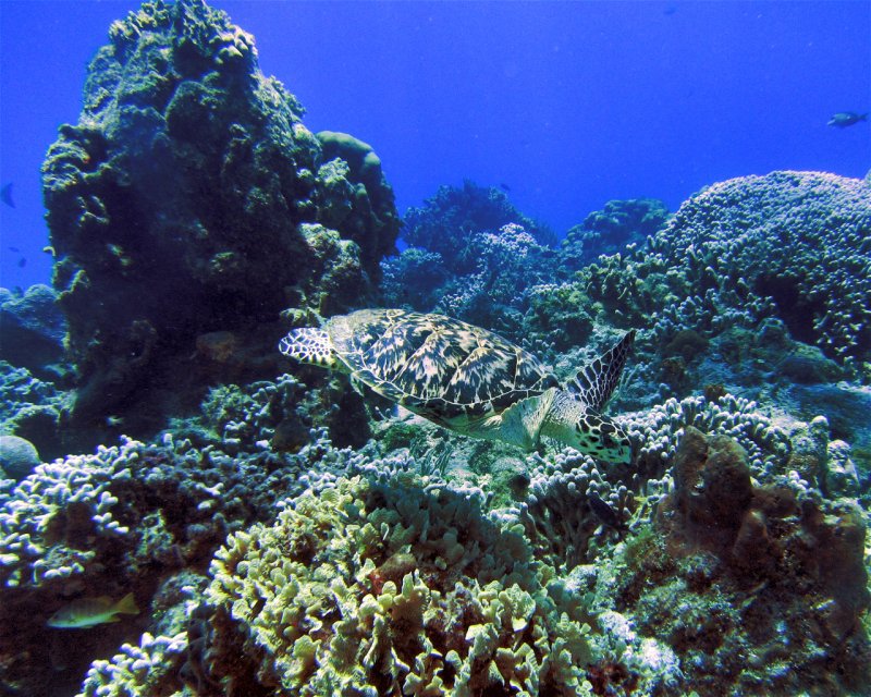 Divesite Image