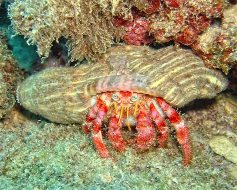 Divesite Image