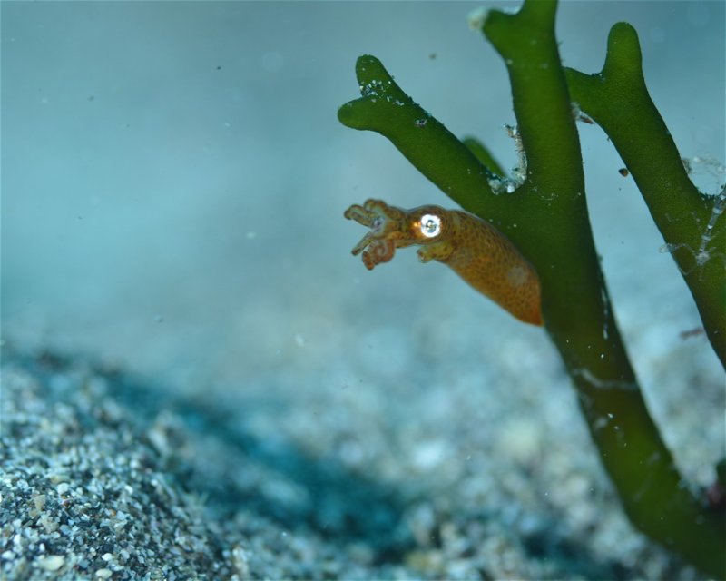 Divesite Image