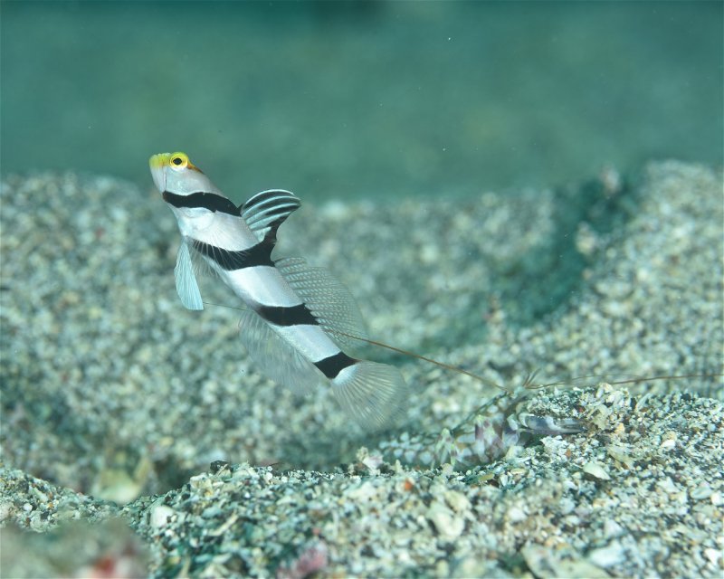 Divesite Image
