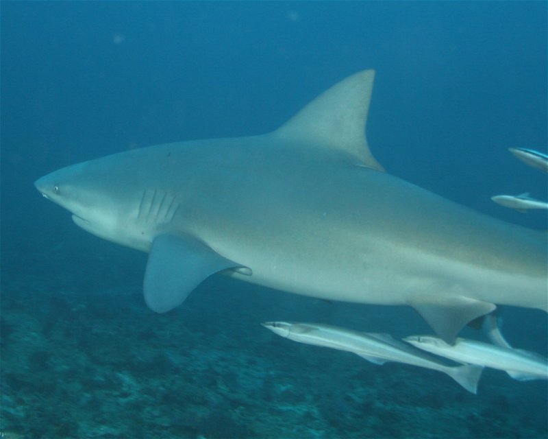 Divesite Image