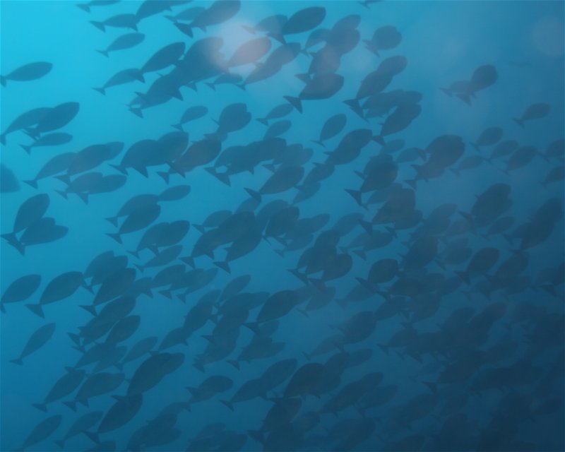 Divesite Image