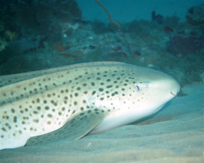 Divesite Image
