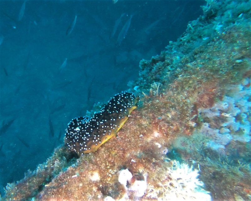 Divesite Image