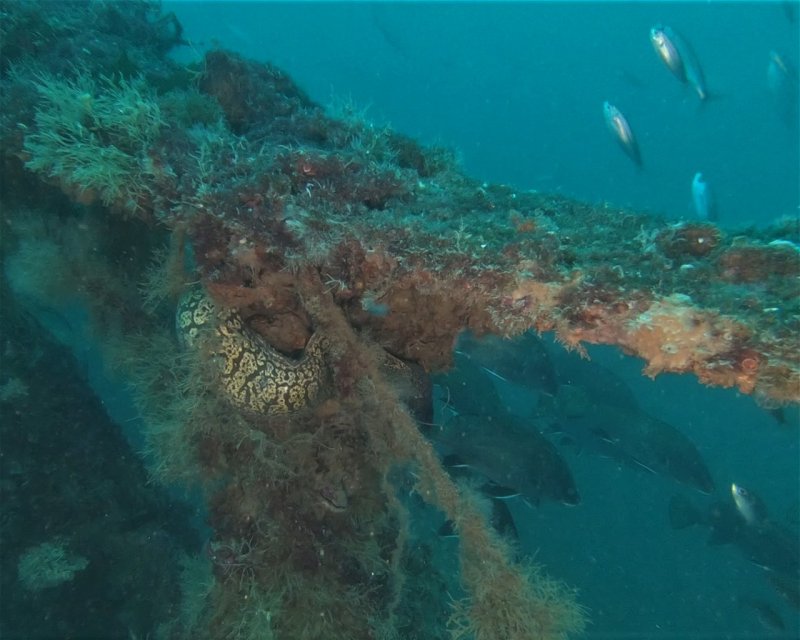 Divesite Image