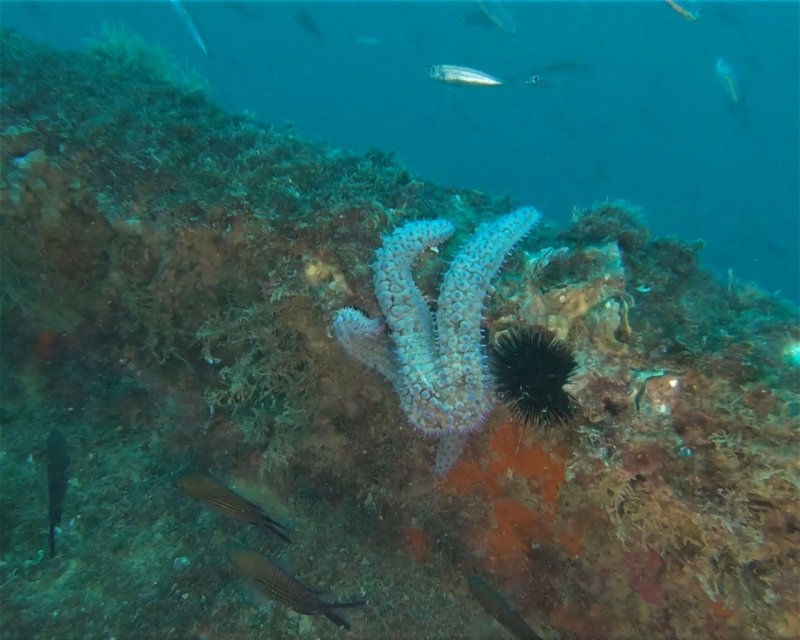 Divesite Image