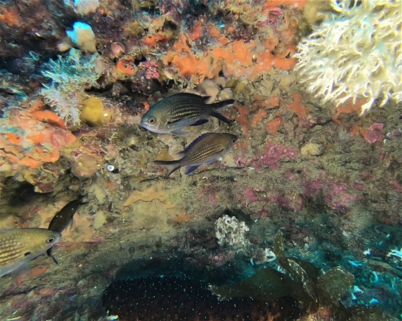 Divesite Image