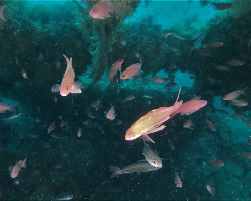 Divesite Image