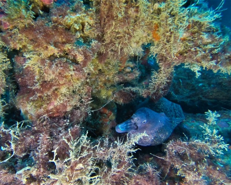 Divesite Image