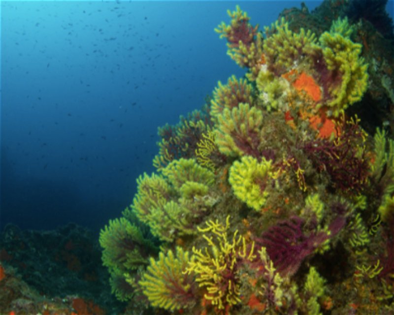 Divesite Image