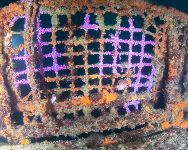 Divesite Image