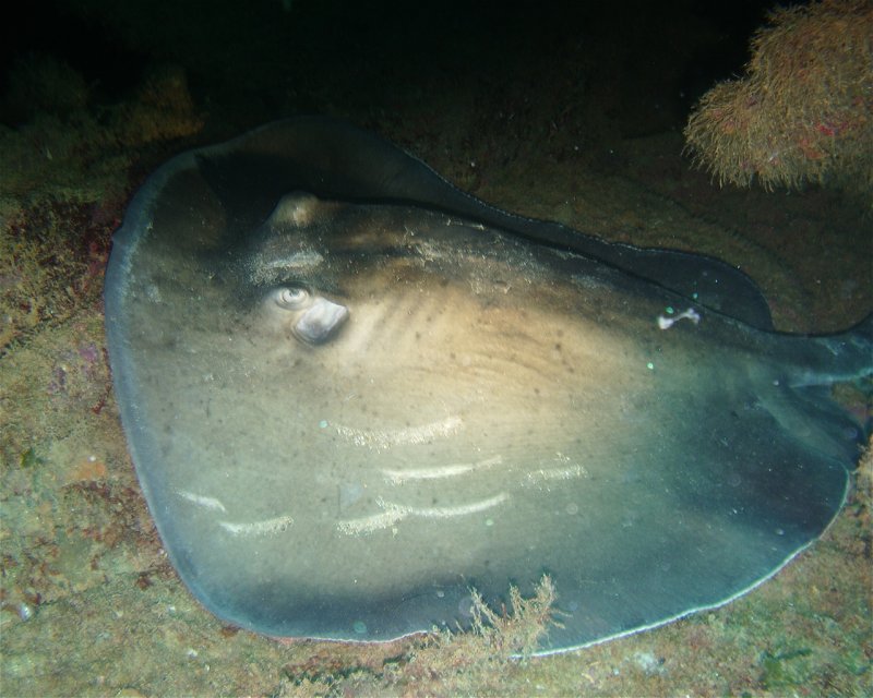Divesite Image