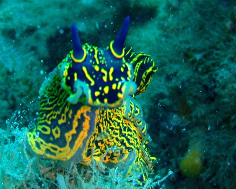 Divesite Image