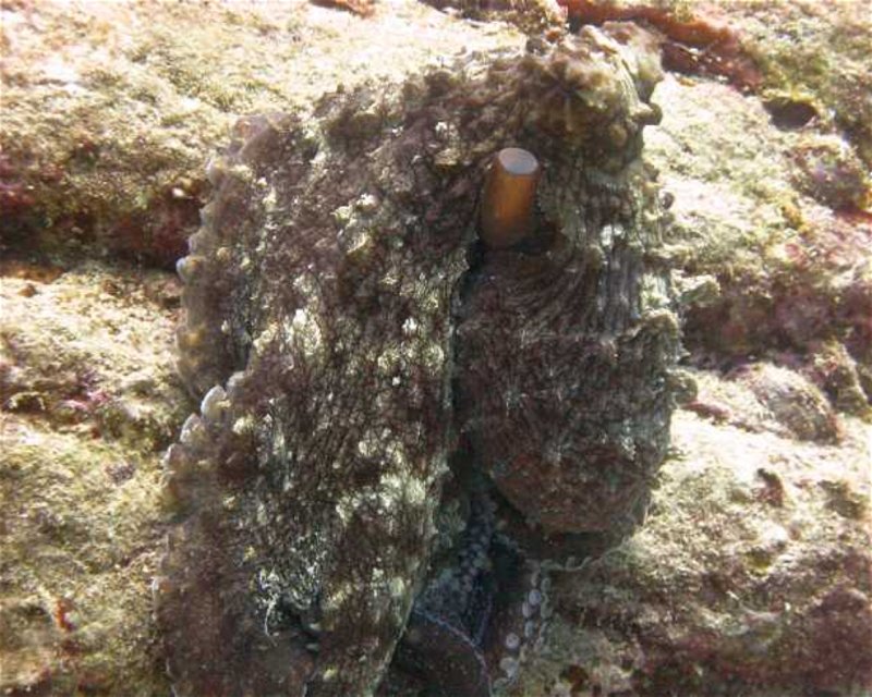 Divesite Image