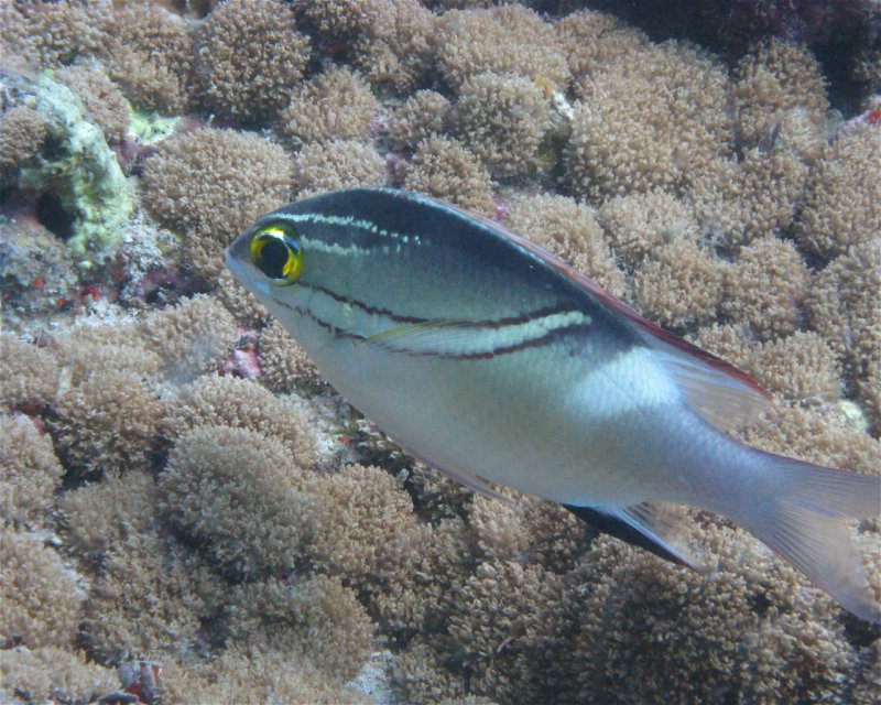 Divesite Image