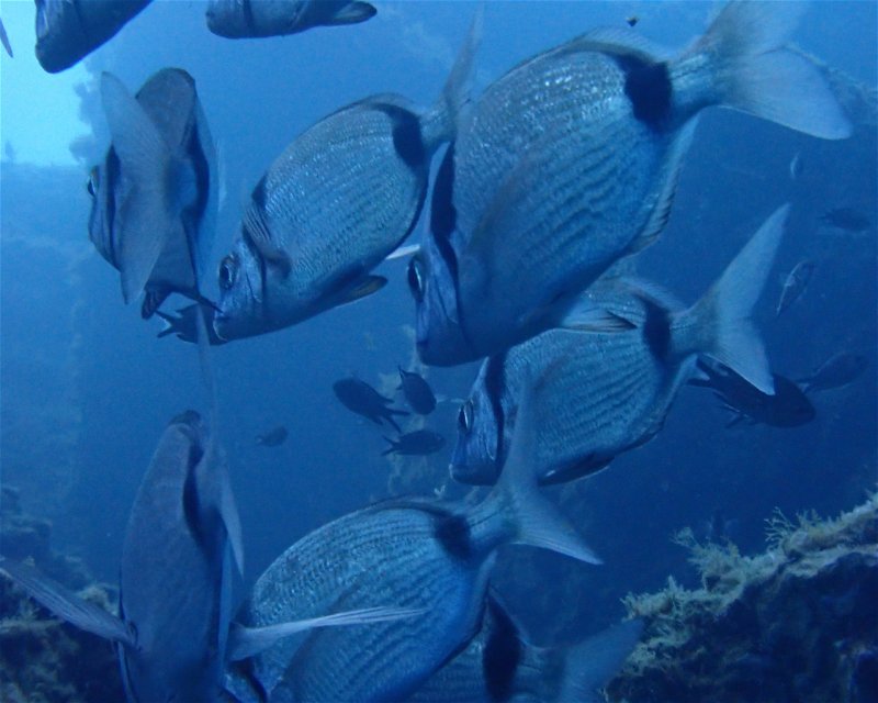 Divesite Image