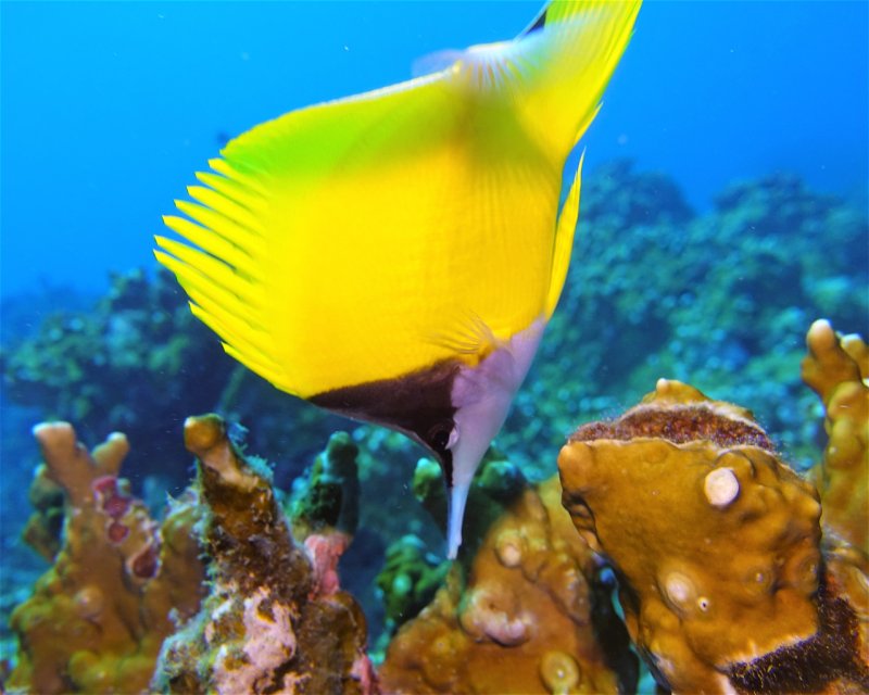 Divesite Image