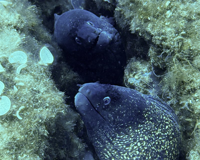 Divesite Image
