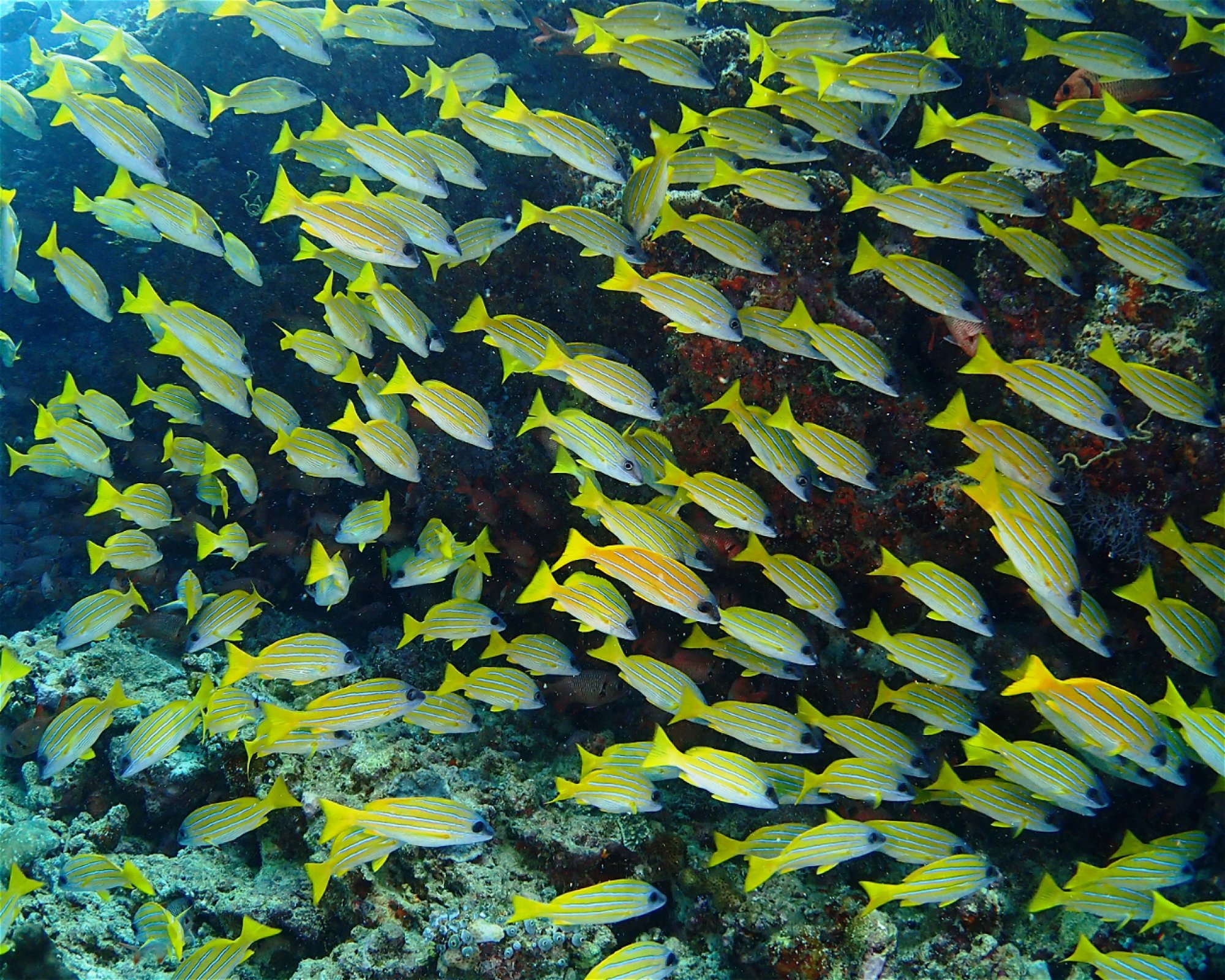 SUN SIYAM DIVING OLHUVELI, 2005 South Male Atoll