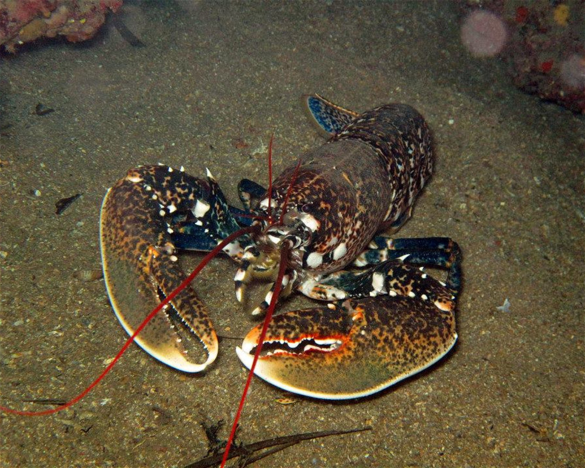 Borgo Marina Diving a.s.d., 18100 Imperia
