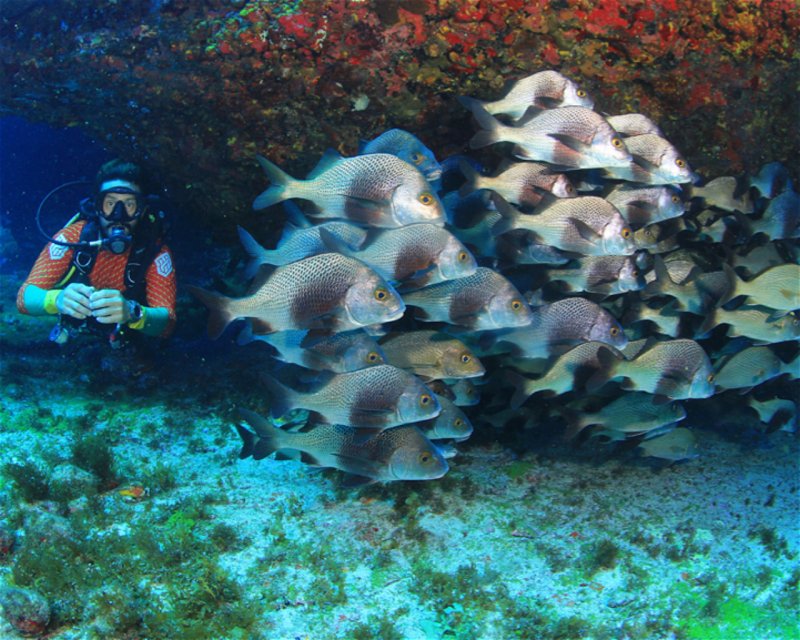 Divesite Image